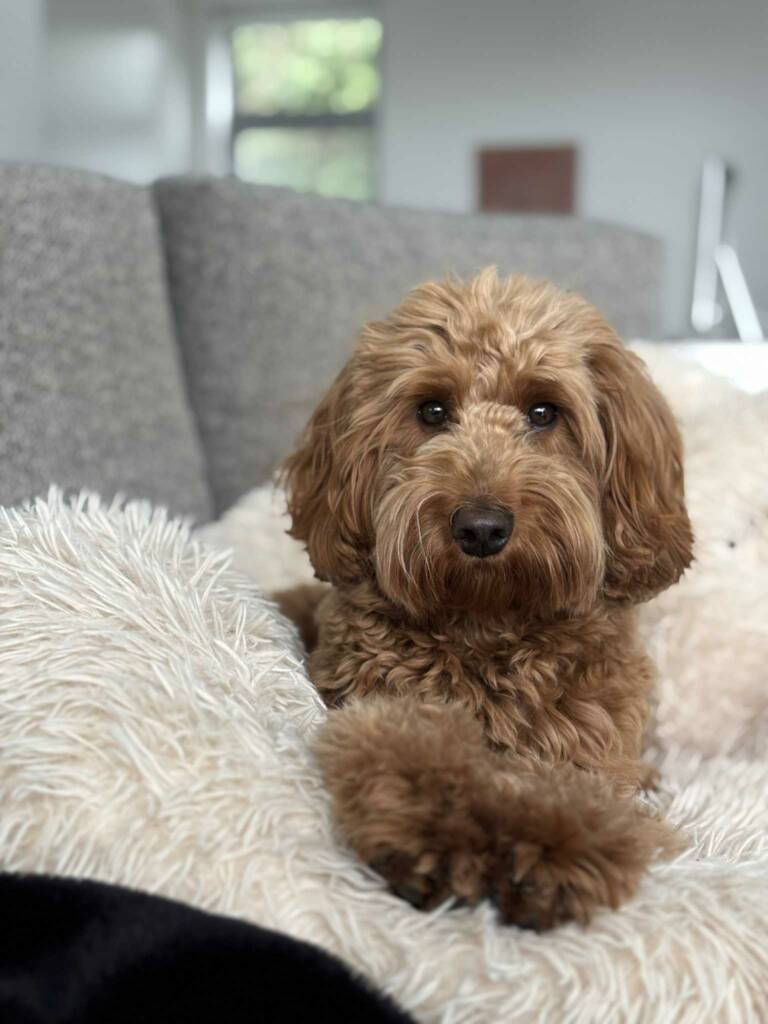 Hond Tokyo Optiek Karine